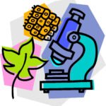 Діагностувальна робота N3 для 7 класу  НУШ Тема «Різноманітність еукаріотичних організмів. Різноманітність вищих рослин» 