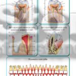 Фото розробки: !!! ЛАБОРАТОРНЕ ДОСЛІДЖЕННЯ. БІОЛОГІЯ 8 КЛ НУШ. БУДОВА ЗУБІВ