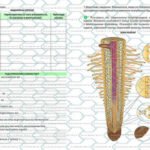 Фото розробки: !!! ЛАБОРАТОРНЕ ДОСЛІДЖЕННЯ З БІОЛОГІЇ 7 кл. НУШ “ДОСЛІДЖЕННЯ КОРЕНЯ ТА ВИДОЗМІН КОРЕНЯ”