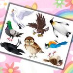 Фото розробки: Альбом” Світ тварин”