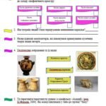 Фото розробки: Діагностичні роботи з інтегрованого курсу “Мистецтво” 7 клас для уроків І семестру