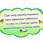 Фото розробки: 12 листопада – День синички. Сучасна, анімована презентація + розтяжка + цікаві факти для друку.