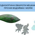 Презентація на тему: “Які одноклітинні евкаріоти мешкають у прісних водоймах і морях” біологія 7 клас НУШ