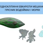 Презентація на тему: “Які одноклітинні евкаріоти мешкають у прісних водоймах і морях” біологія 7 клас НУШ