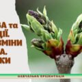 !!! ПАГІН: БУДОВА ТА ФУНКЦІЇ. БРУНЬКИ. ВИДОЗМІНИ ПАГОНІВ. БІОЛОГІЯ 7 кл НУШ (ПРЕЗЕНТАЦІЯ 25 слайдів)