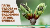 !!! ПАГІН: БУДОВА ТА ФУНКЦІЇ. БРУНЬКИ. ВИДОЗМІНИ ПАГОНІВ. БІОЛОГІЯ 7 кл НУШ (ПРЕЗЕНТАЦІЯ 25 слайдів)