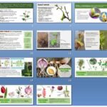 Фото розробки: !!! ПАГІН: БУДОВА ТА ФУНКЦІЇ. БРУНЬКИ. ВИДОЗМІНИ ПАГОНІВ. БІОЛОГІЯ 7 кл НУШ (ПРЕЗЕНТАЦІЯ 25 слайдів)