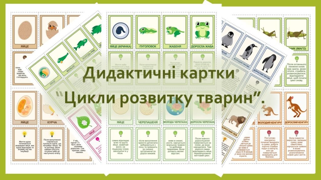 Головне зображення розробки: Дидактичні картки “Цикли розвитку тварин”.