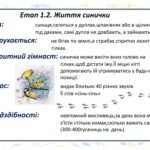 Фото розробки: «Секретне досьє №001 Агент. «Жовтогрудка»» (Синиця Велика)
