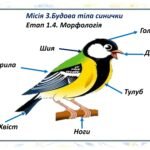 Фото розробки: «Секретне досьє №001 Агент. «Жовтогрудка»» (Синиця Велика)