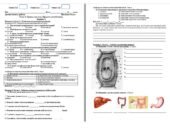 Діагностична робота Біологія 8 клас Тема 4. Травна система. Процеси метаболізму з групами результатів