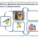 Фото розробки: «Секретне досьє №001 Агент. «Жовтогрудка»» (Синиця Велика)