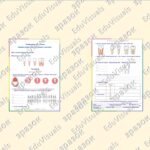 Фото розробки: Лабораторне дослідження “Зовнішня будова зубів (за муляжами, моделями)”. Біологія 8 клас НУШ