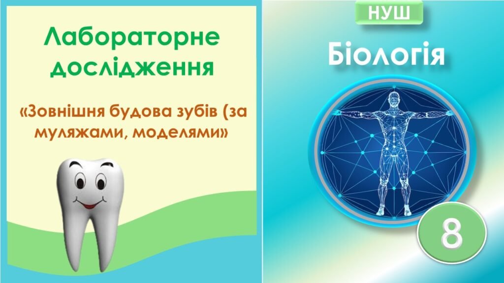 Головне зображення розробки: Лабораторне дослідження “Зовнішня будова зубів (за муляжами, моделями)”. Біологія 8 клас НУШ
