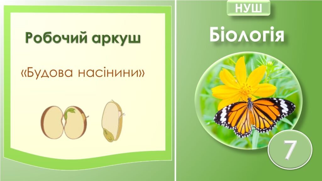 Головне зображення розробки: Робочий аркуш “Будова насінини”. Біологія 7 клас. НУШ