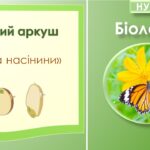 Робочий аркуш “Будова насінини”. Біологія 7 клас. НУШ
