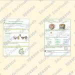 Фото розробки: Робочий аркуш “Вегетативні органи рослини. Пагін”. Біологія 7 клас НУШ