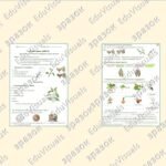 Фото розробки: Лабораторна робота “Дослідження пагонів та бруньок різних рослин”. Біологія 7 клас НУШ