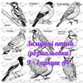 !!! ЗИМУЮЧІ ПТАХИ (розмальовки)