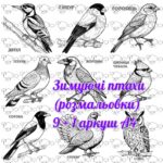 !!! ЗИМУЮЧІ ПТАХИ (розмальовки)
