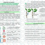 Фото розробки: !!! ЛАБОРАТОРНЕ ДОСЛІДЖЕННЯ З БІОЛОГІЇ 7 кл НУШ. “ДОСЛІДЖЕННЯ ТРАНСПОРТУ РЕЧОВИН ПО РОСЛИНІ ЗА ДОПОМОГОЮ БАРВНИКІВ”