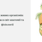 Презентація на тему: “Будова живих організмів: подорож в світ анатомії та фізіологіЇ”