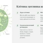 Фото розробки: Презентація на тему: “Будова живих організмів: подорож в світ анатомії та фізіологіЇ”