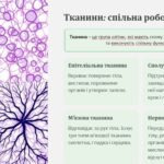 Фото розробки: Презентація на тему: “Будова живих організмів: подорож в світ анатомії та фізіологіЇ”