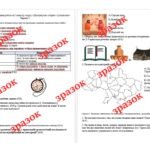 Фото розробки: Комплексна підсумкова контрольна робота за I семестр з курсу «Досліджуємо історію і суспільство» (Пометун) 5 клас