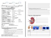 Діагностична робота Біологія 8 клас НУШ Тема 7. Процеси виділення та терморегуляції