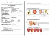 Діагностична робота Біологія 8 клас Тема 8. Сенсорні системи