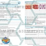 Фото розробки: !!! ДІАГНОСТИЧНА РОБОТА З БІОЛОГІЇ. 8 кл НУШ. ОРГАНІЗМ ЛЮДИНИ ЯК БІОЛОГІЧНА СИСТЕМА