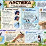 Фото розробки: Дидактичний матеріал “Зимуючі та перелітні птахи”: блок другий “Перелітні птахи”