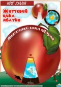 Круг Луллія “Життєвий цикл яблука”