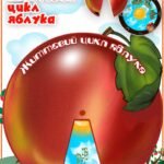 Круг Луллія “Життєвий цикл яблука”