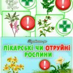 Дидактична гра “Лікарські чи отруйні рослини”